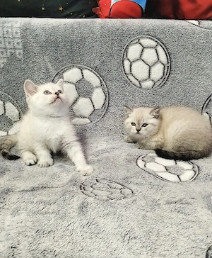 British Shorthair White Tabby  - imagine 3