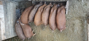 Vând purcei duroc 