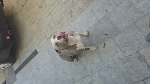 American  Bully xl F  - imagine 2