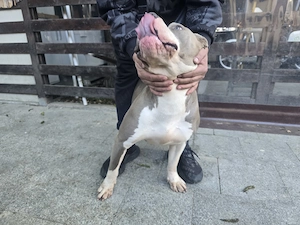 American  Bully xl F  - imagine 5