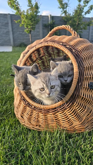 Pui British Shorthair - imagine 2