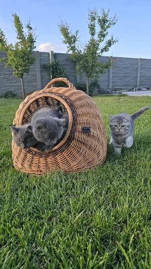 Pui British Shorthair - imagine 4