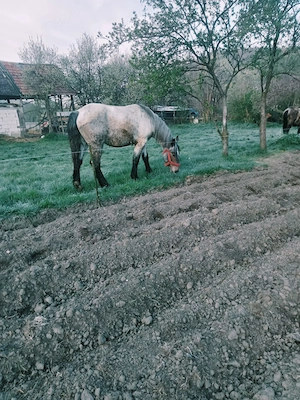 Vând mânz cu vârsta de 2 ani