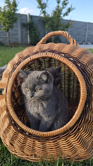 Pui British Shorthair - imagine 5