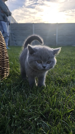 Pui British Shorthair - imagine 3