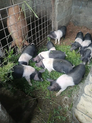 Vind Purcei de rasa Bazna 