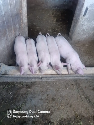 Vând purcei de 9 săptămâni 