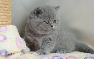 Puiuți British Shorthair Blue Point la super preț! Calitate superioara! Rasă pură.  - imagine 3