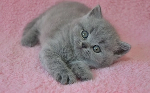 Puiuți British Shorthair Blue Point la super preț! Calitate superioara! Rasă pură.  - imagine 2
