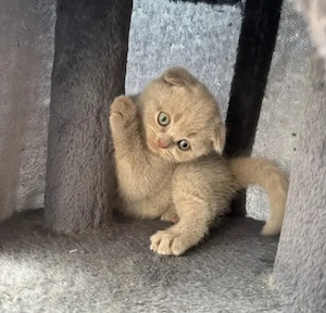 Puiuți British Shorthair Blue Point la super preț! Calitate superioara! Rasă pură.  - imagine 4