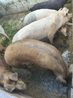 porc de vanzare - imagine 2