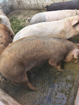 porc de vanzare