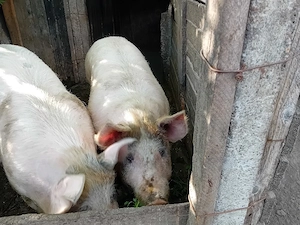 Vand porc,de carne