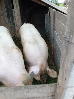 Vand porc,de carne - imagine 2