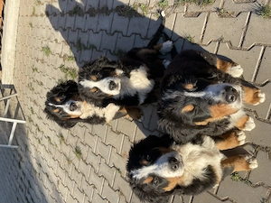 Cățeluși ciobănesc de Berna în vârstă de trei luni vaccinați și deparazitați la zi - imagine 3