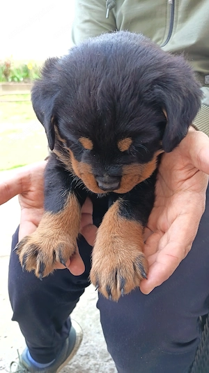Vand căței de Rottweiller, talie mare.  - imagine 3