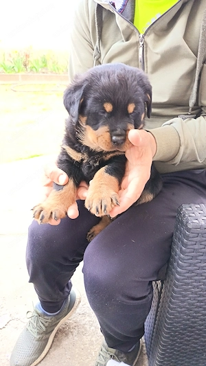 Vand căței de Rottweiller, talie mare.  - imagine 4