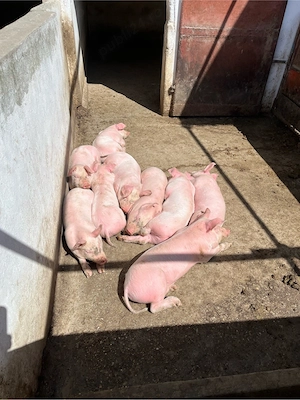 Purcei cauta casa 