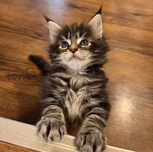 Maine Coon 