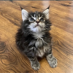 Maine Coon  - imagine 2