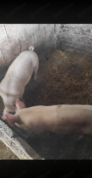 vand sau schimb cu cereale,porci landrace duroc,120 140 kg
