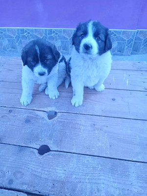 2 cățelușe de disponibile 