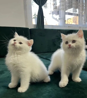 British Shorthair white  - imagine 2