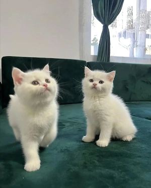 British Shorthair white  - imagine 3