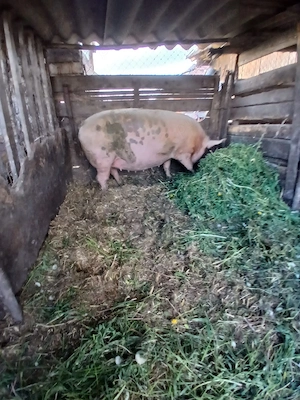 de vânzare scroafa gestanta de 3  luni 