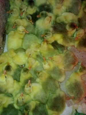 Boboci de Gasca