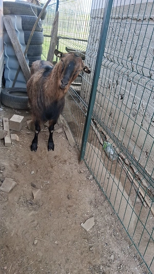 Vând țap castrat