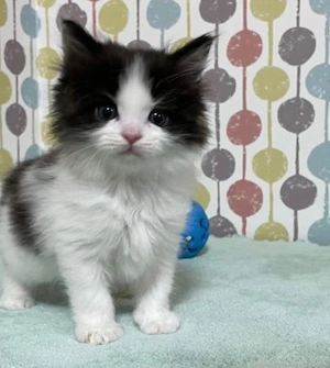 maine coon - imagine 2