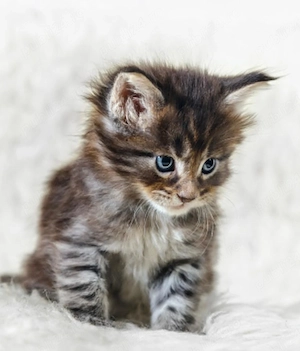maine coon - imagine 3