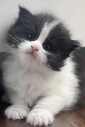 maine coon - imagine 5