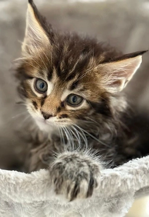 maine coon - imagine 4