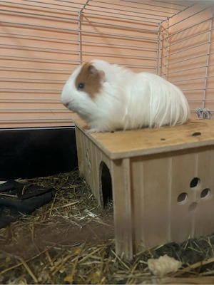 Porci Guineea 