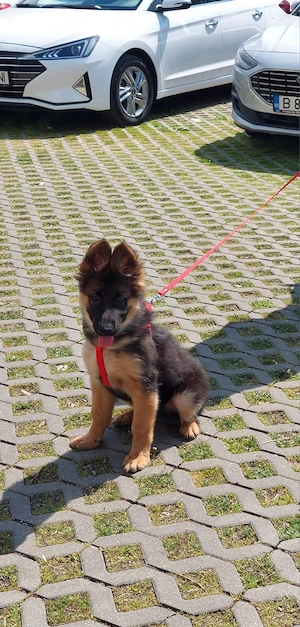 Vând ciobănesc german cu pedigree - imagine 5
