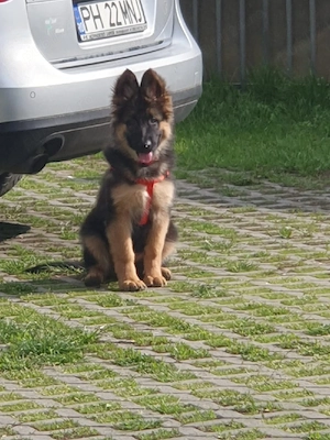 Vând ciobănesc german cu pedigree - imagine 4
