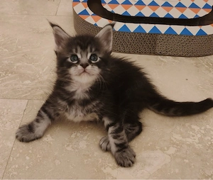 Maine Coon