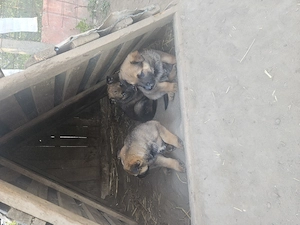 Vând Ciobănesc Malinois