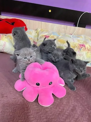 British Shorthair Blue 