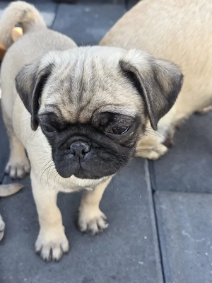 Mops Pug superbe