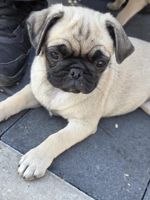 Mops Pug superbe - imagine 4
