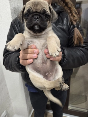 Mops Pug superbe - imagine 3