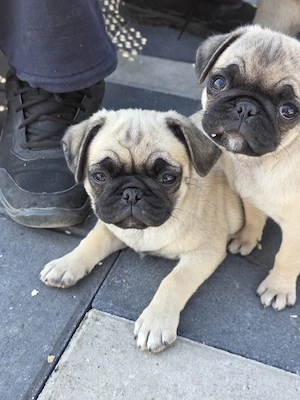 Mops Pug superbe - imagine 2