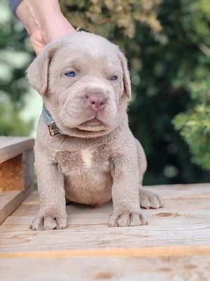 cane corso - imagine 2