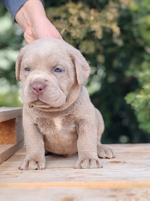 cane corso - imagine 4