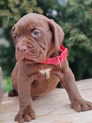 cane corso de vânzare