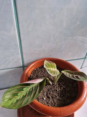 Plante pentru apartament pret mic. 
