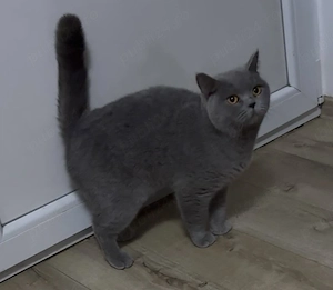 British Shorthair blue  - imagine 2